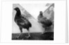 Manx bantams by George Bellett Cowen